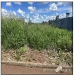 LOTE 213 - TERRENO - JARDIM ALEGRE / PR